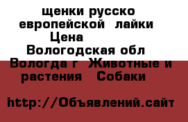 щенки русско- европейской  лайки › Цена ­ 4 000 - Вологодская обл., Вологда г. Животные и растения » Собаки   